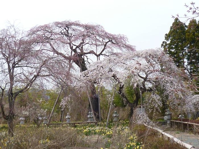 宝泉寺の枝垂れ桜の写真