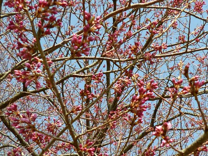 夜ノ森駅前の桜の写真