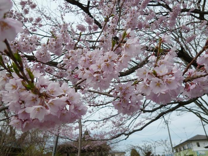 夜ノ森駅前の桜の写真2