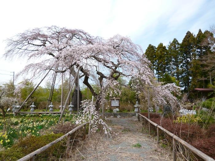 宝泉寺の枝垂れ桜の写真