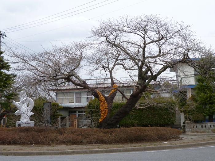 夜の森ロータリーに咲く1本の桜の木全体の写真