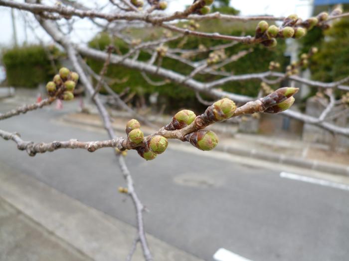 夜の森ロータリーにある桜の木のつぼみのアップ写真