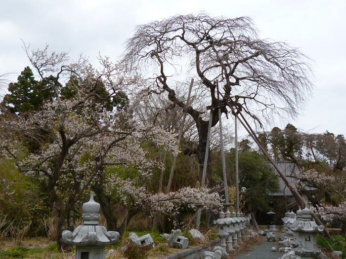 宝泉寺にある枝垂れ桜の写真