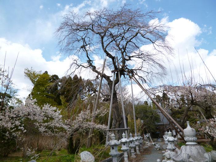 宝泉寺の枝垂れ桜の写真