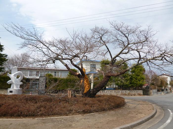 夜の森ロータリーに咲く1本の桜の木全体写真