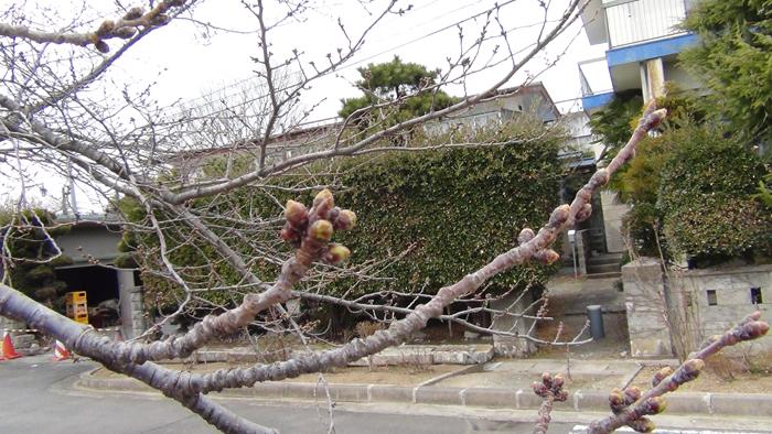 夜の森ロータリーにある桜の木のつぼみのアップ写真