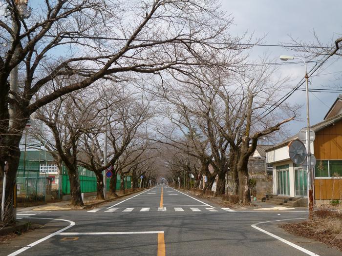 八間道路（富岡第二中学校東側）桜並木トンネルの写真