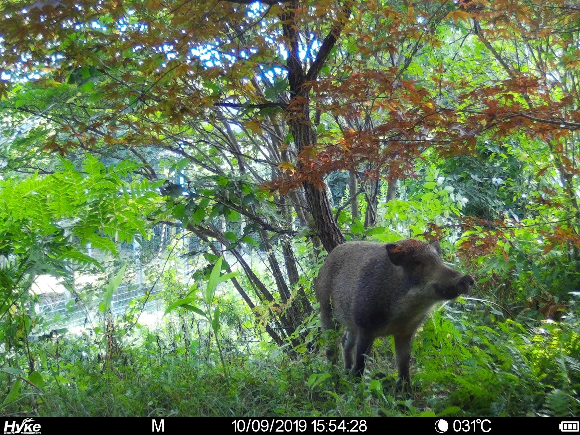 センサーカメラで撮影されたイノシシ