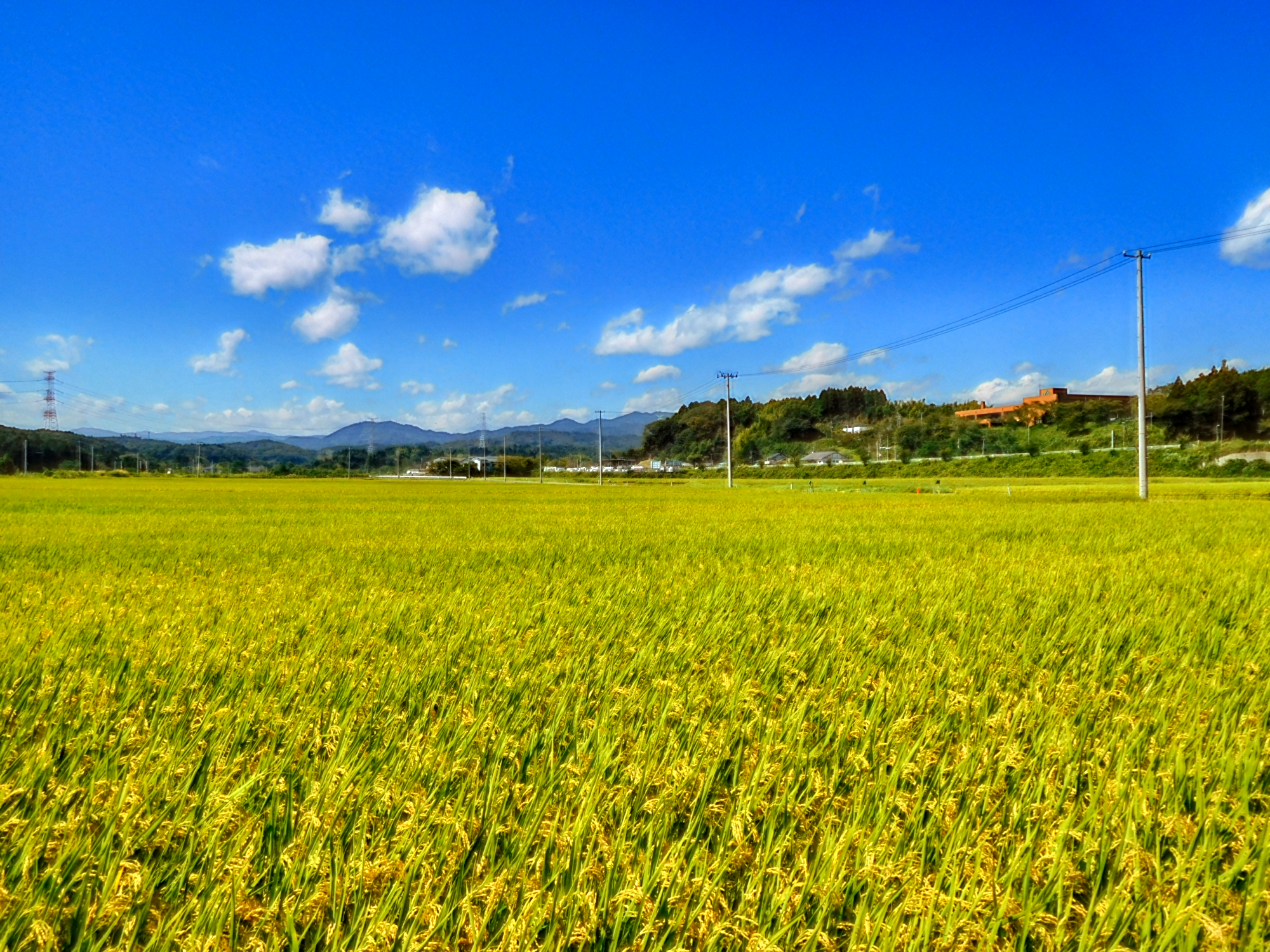 町内農地で作付された水稲の写真