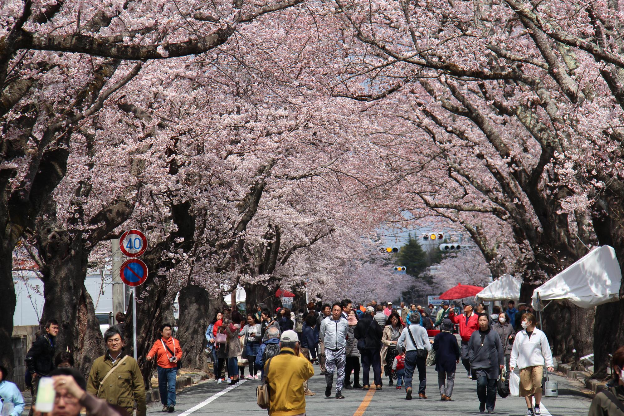 桜のトンネルで多くの人々が歩きながら花見する様子の写真