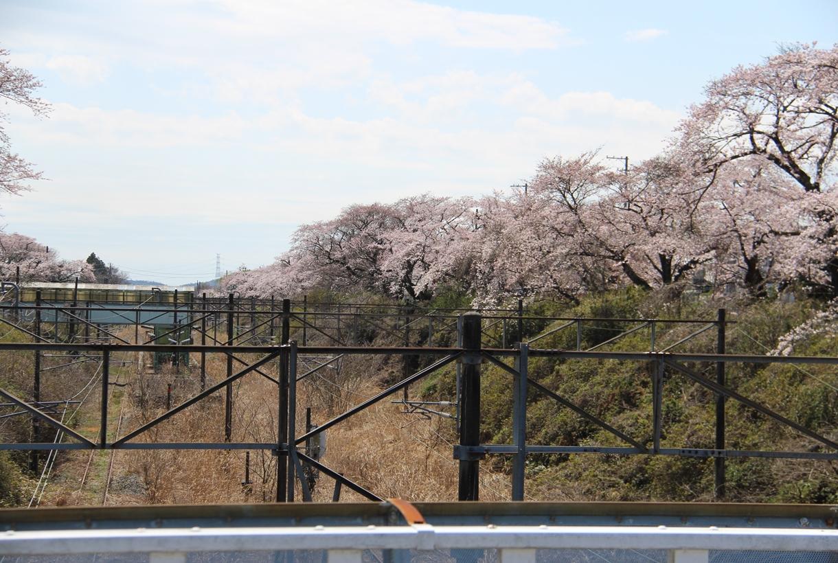 桜が満開のJR夜ノ森駅の線路沿いの写真